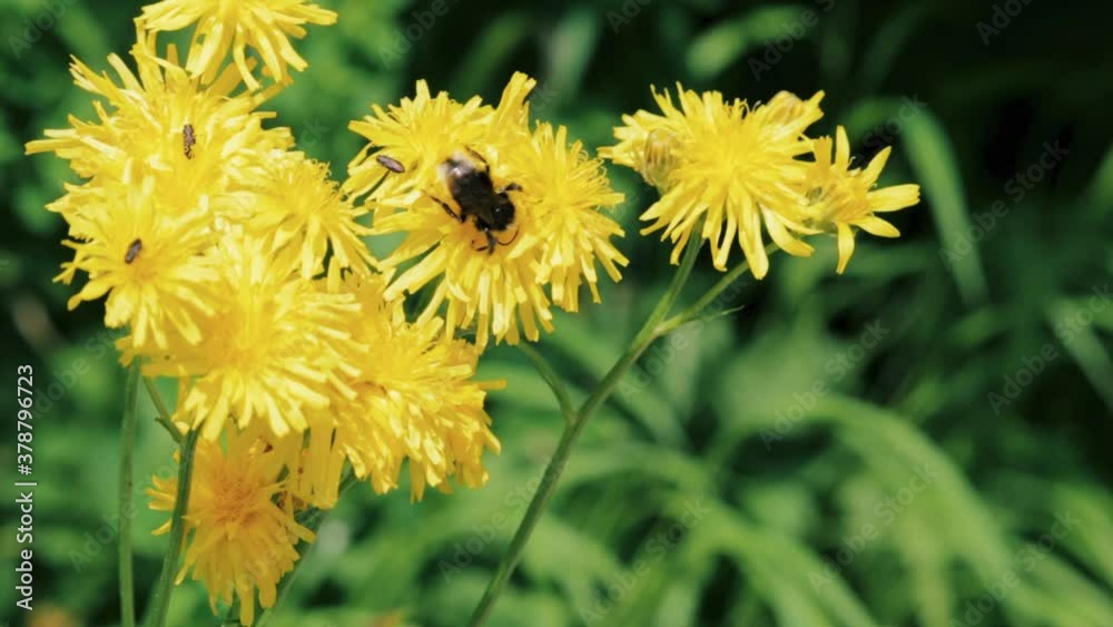 Bee collecting pollen from yellow dandelion flowers Bee collecting pollen from yellow dandelion flowers