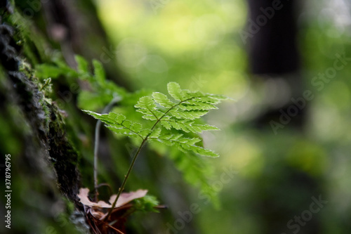 Young fern plant in the forest stock images. Beautiful natural green background. Greenery forest wallpaper. Bracken detail stock images. Tranquil forest background stock photo