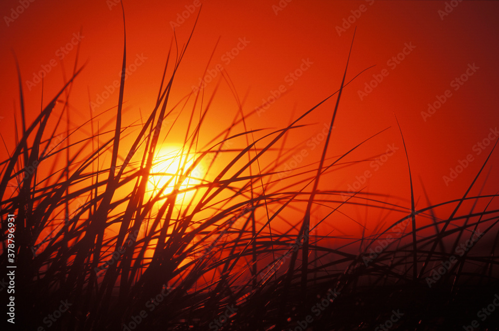 Sunset behind tall grass Sunset behind tall grass