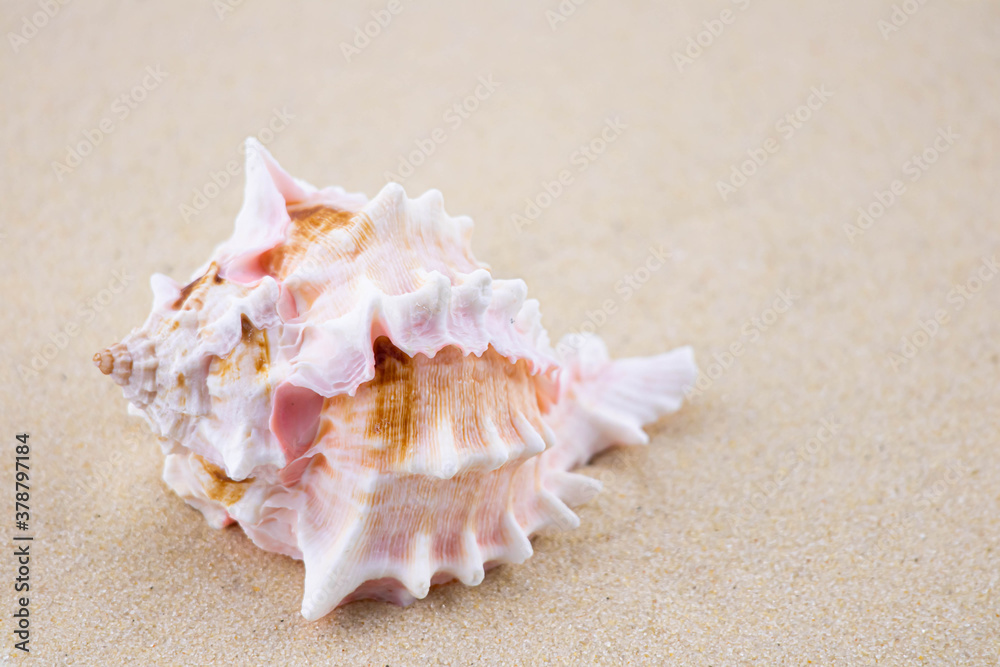On the white sand lies a pink seashell of an unusual shape. Macro photography of a marine theme. The beach is somewhere near the sea or ocean. Sunny day. Vacation or weekend. On the white sand lies a pink seashell of an unusual shape. Macro photography of a marine theme. The beach is somewhere near the sea or ocean. Sunny day. Vacation or weekend.