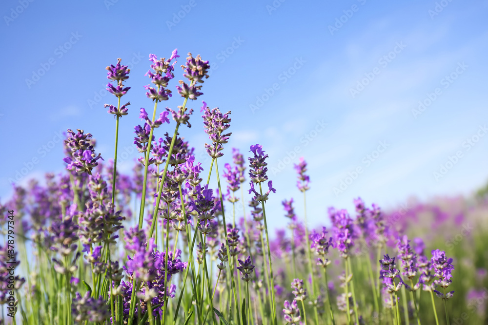 Naklejka premium Beautiful blooming lavender field on summer day, closeup