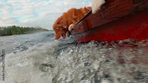 Funny dog catches water in boat. Slow motion. Nova Scotia Duck Tolling Retriever