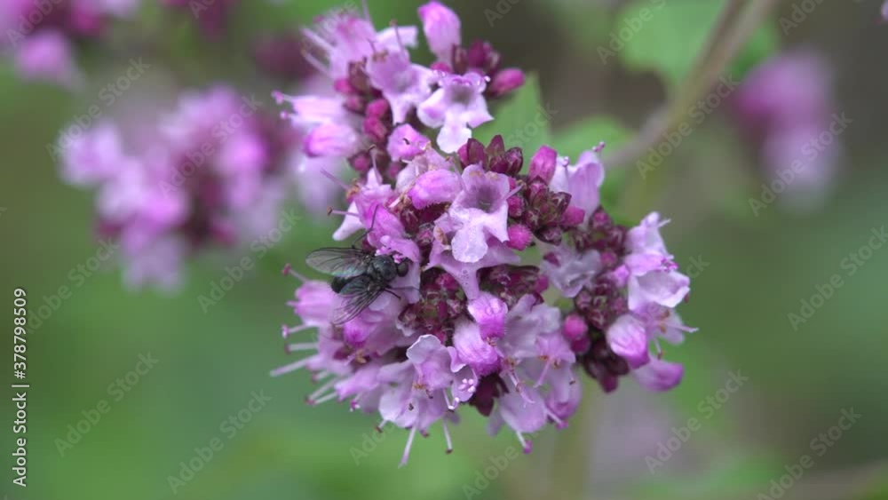 macro close up closeup view oregano (Origanum vulgare) violet flower with fly macro close up closeup view oregano (Origanum vulgare) violet flower with fly