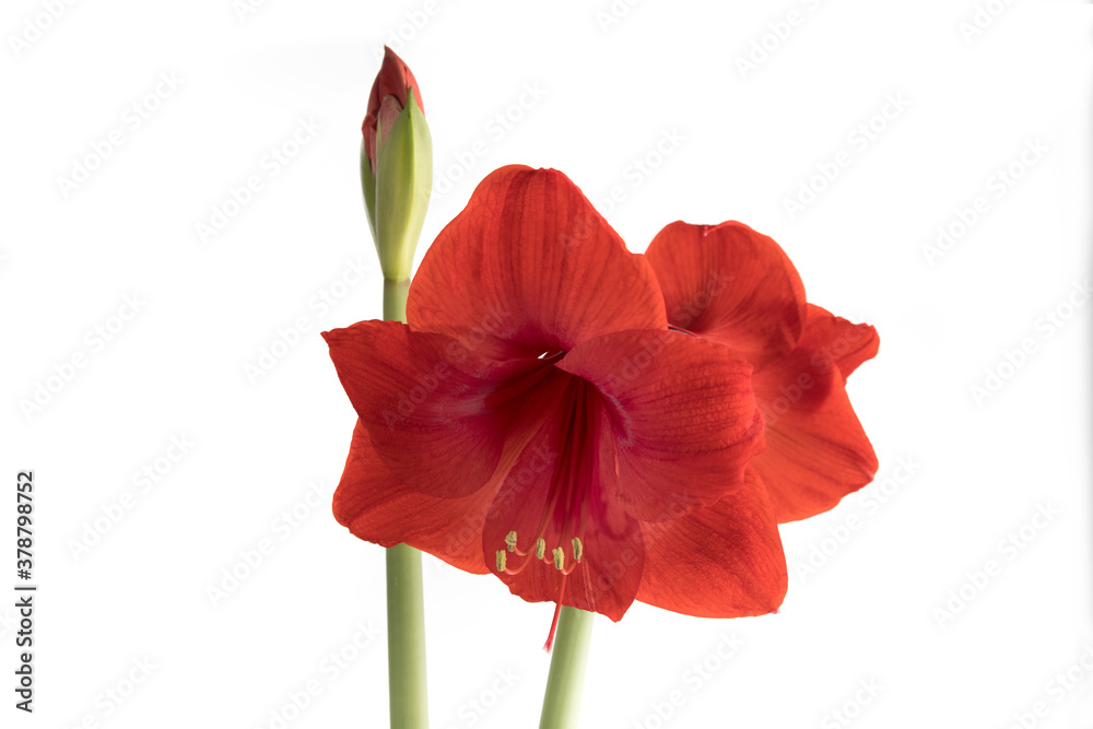 a Christmas Amaryllis flower and a flower bud isolated on white a Christmas Amaryllis flower and a flower bud isolated on white