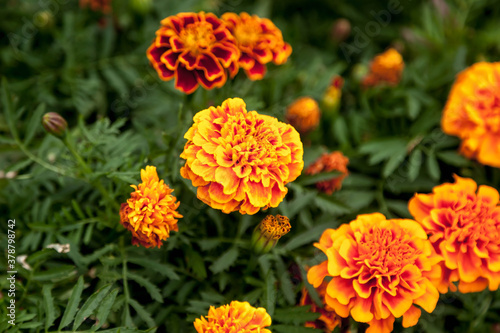 Marigolds bright flowers with green leaves. Background of flowers close-up, top view. Selective focus. Floral design with space for creativity. Useful properties of marigolds concept. Copyright space