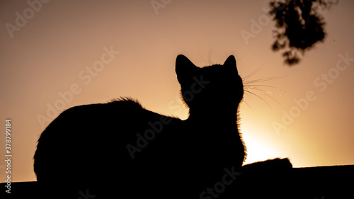 SILHOUETTE OF CAT LYING ON WOOD AT SUNSET © RODRIGO