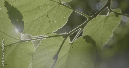 leaves under the sun