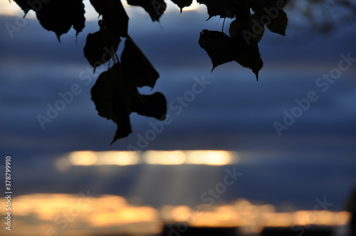 Sky Backdrop with Light Rays   Silhoutted Leaves