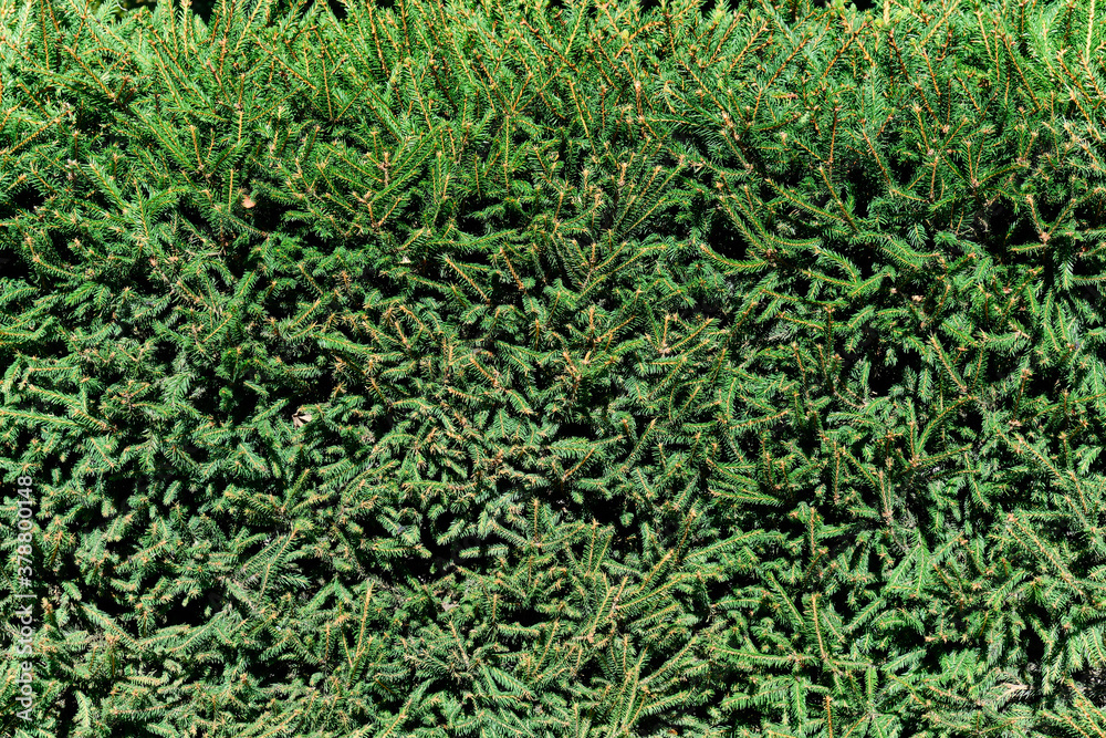 Green hedge from evergreen coniferous fir trees. The pattern of fir trees wallpaper.