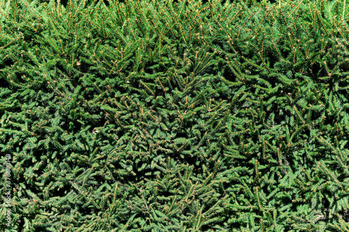 Obraz na płótnie Green hedge from evergreen coniferous fir trees. The pattern of fir trees wallpaper. w salonie