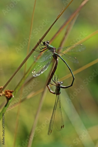 Paarungsrad der Weidenjungfer (Chalcolestes viridis) photo