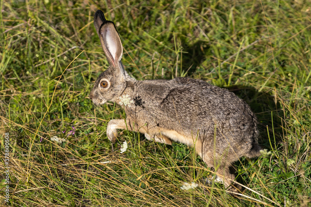 Fototapeta premium Rabbit wild Jackrabbit Bunny or Hare running and jumping.