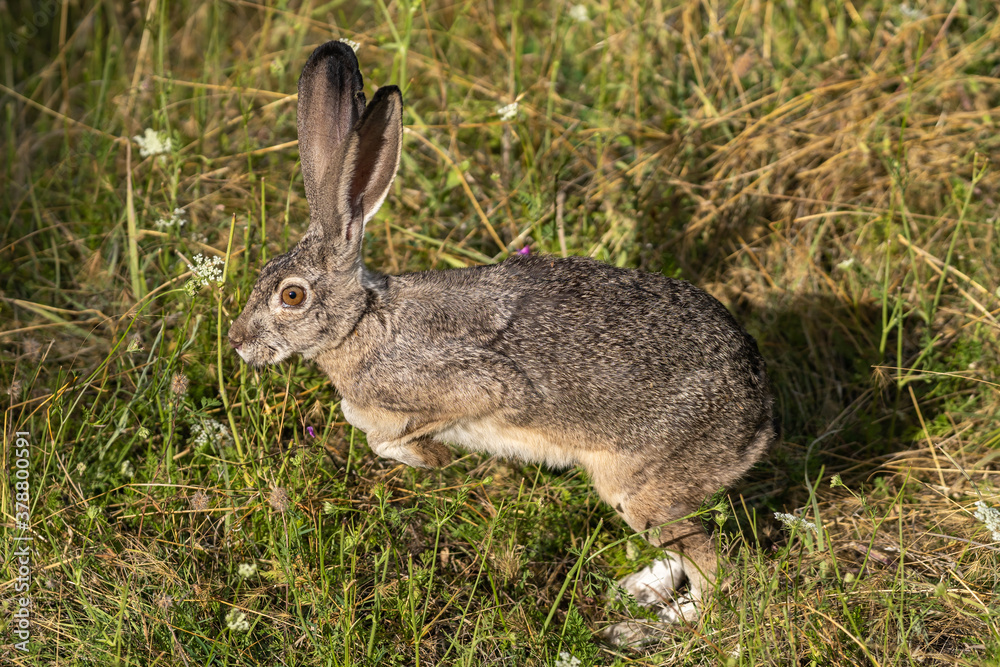Fototapeta premium Rabbit wild Jackrabbit Bunny or Hare running and jumping.
