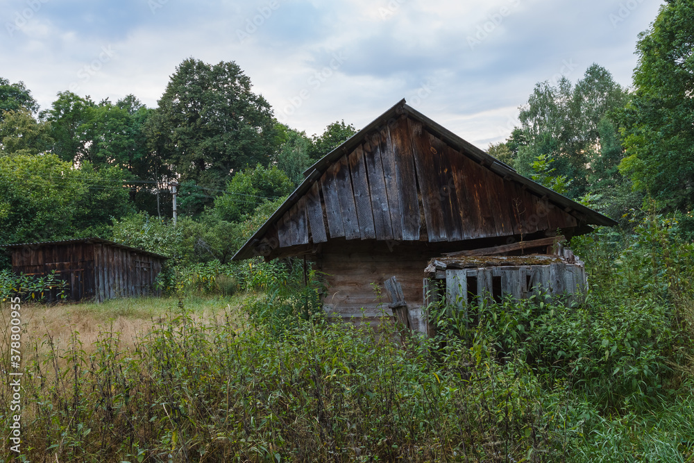 Abandoned old wooden house among the green trees and tall grass. Rural landscape. Evening