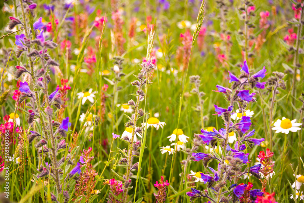 White wild flowers in sunlight in summer