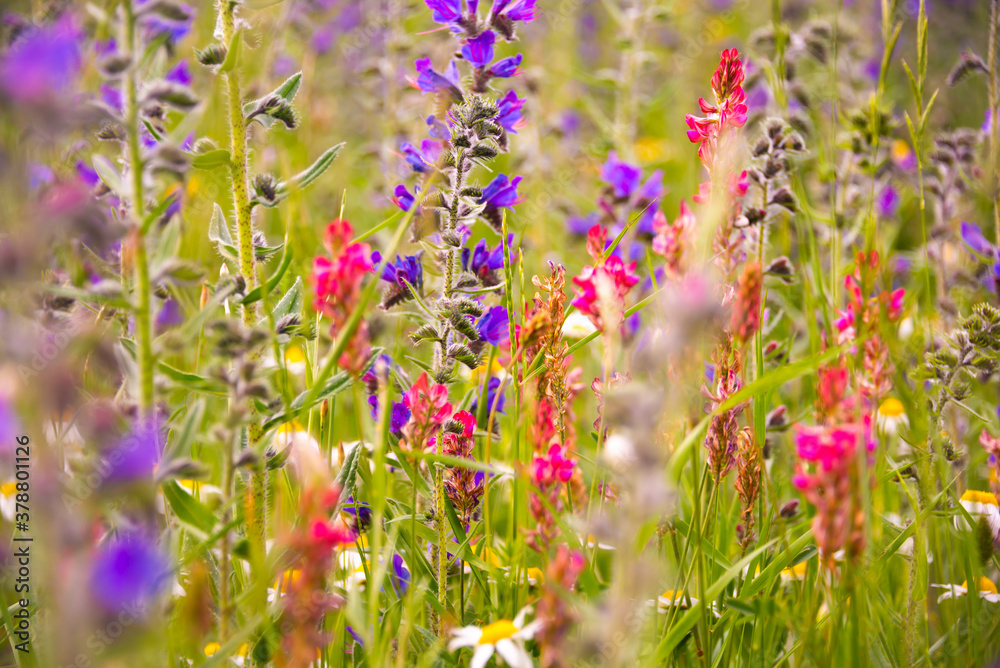 Fototapeta premium White wild flowers in sunlight in summer