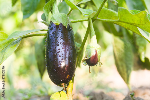 Ripe eggplant ripens in the garden on the bush photo