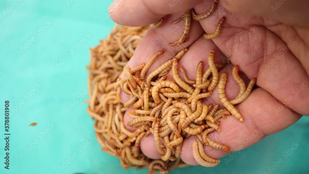 mealworms , mealworms on the hand, larva, larvae Stages of the meal