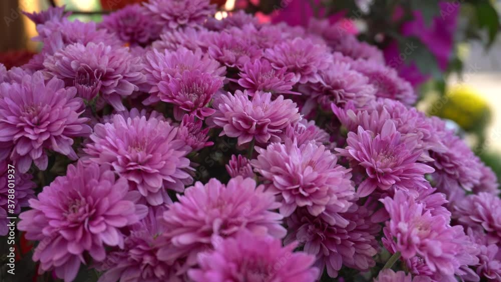 beautiful bouquet of flowers on the shop window close-up beautiful bouquet of flowers on the shop window close-up
