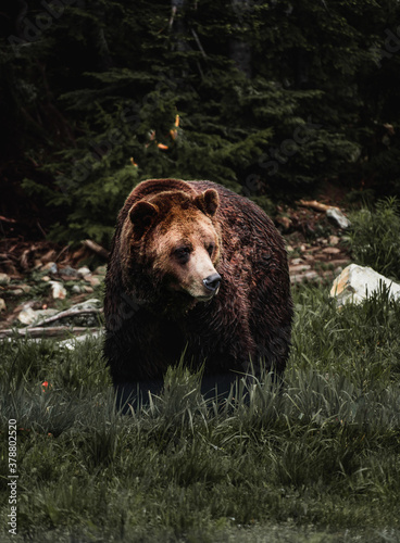 Grizzly Bear © Diego