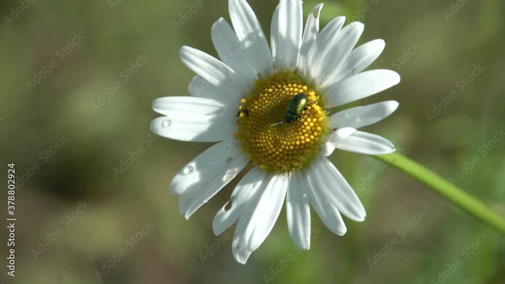 macro close up closeup view chamomile with green dock leaf beetle sunny weather