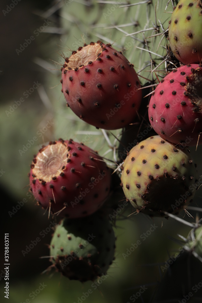 figues de barbarie figues de barbarie