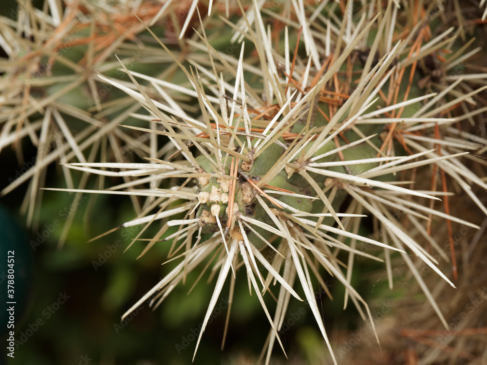 Longues épines blanches sur tiges cylindriques du cactus oponce rose (Opuntia rosea)