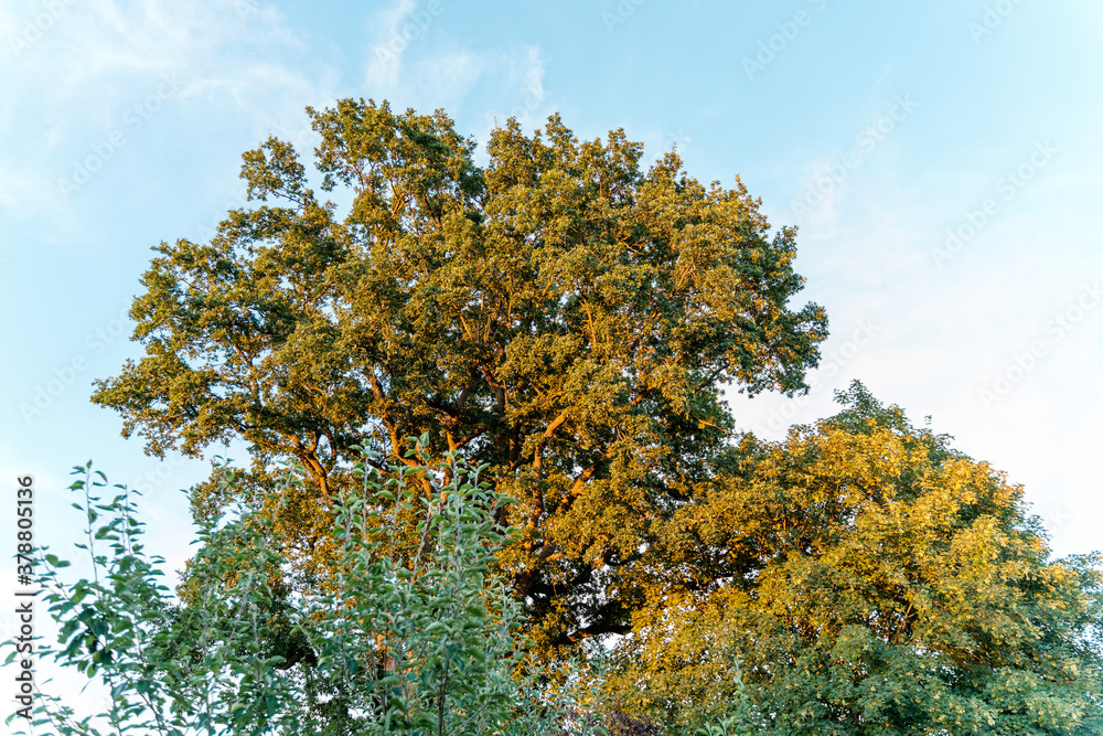 Fototapeta premium Himmel mit Baum