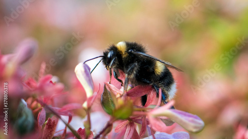 A Bumble Bee collecting pollen from the flower of an Abelia grandiflora