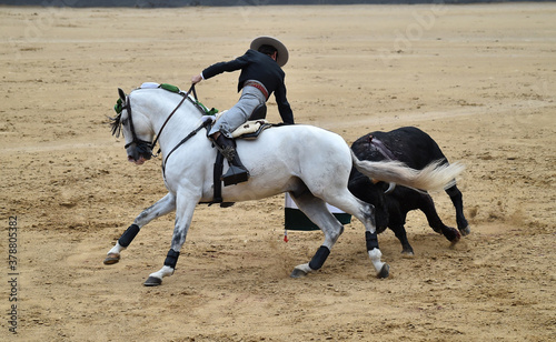 toro y caballo