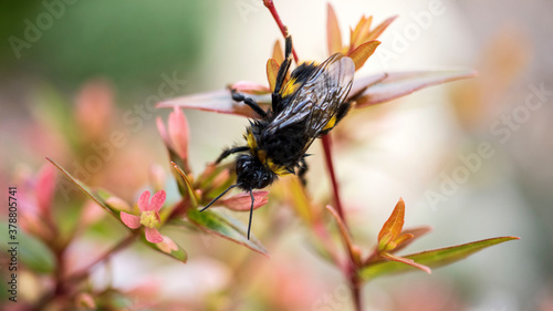 A rain-soaked Bumble Bee clinging to the flower of an Abelia grandiflora