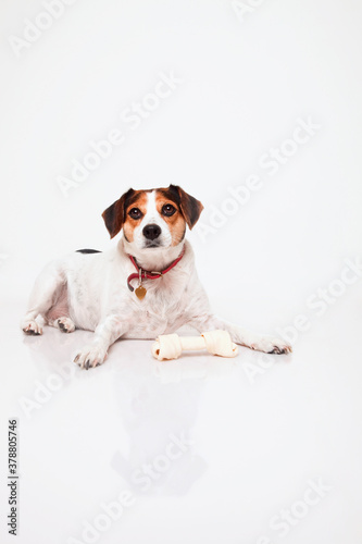 Jack Russell Terrier with a dog bone