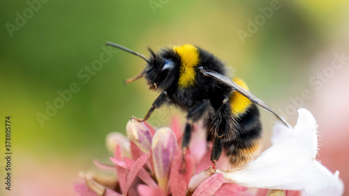 A Bumble Bee resting on the flower of an Abelia grandiflora