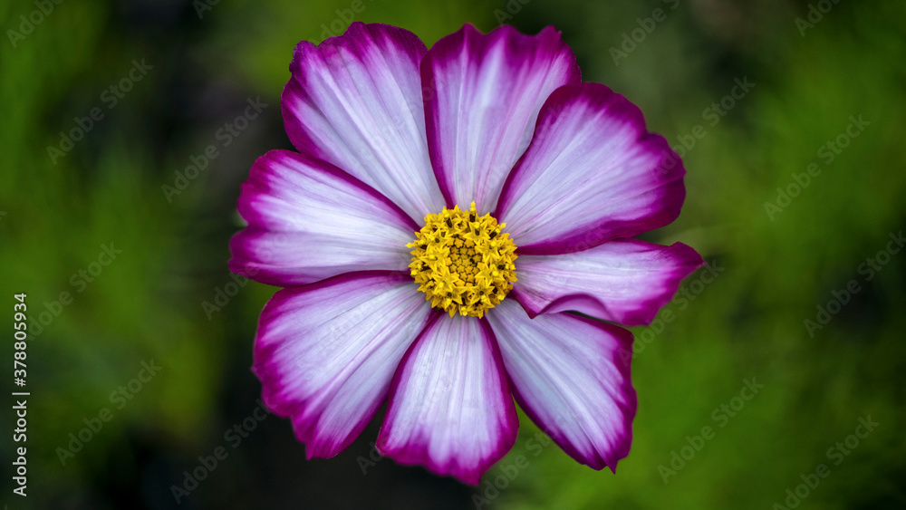 Obraz premium Cosmos, also known as Mexican Aster