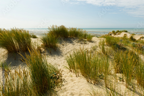 Fototapeta Naklejka Na Ścianę i Meble -  Sand dunes, Sainte-Cecile Plage, Pas-de-Calais, France