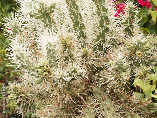 Opuntia rosea ou Cylindropuntia tunicata 'Rosea' | Oponce rose ou Cactus à épines blanches munies d'hardillons et à floraison rose pastel