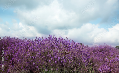 Beautiful lavender flowers growing in spring field