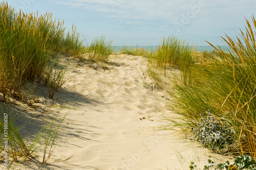 Sand dunes  Sainte-Cecile Plage  Pas-de-Calais  France