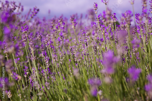 Beautiful lavender flowers growing in field  closeup