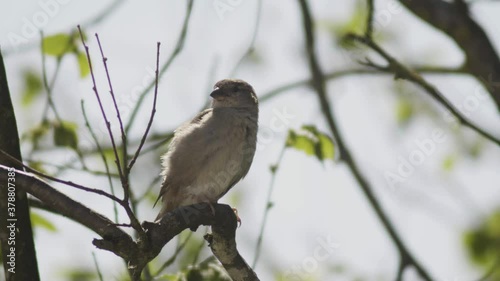 Sparrow
