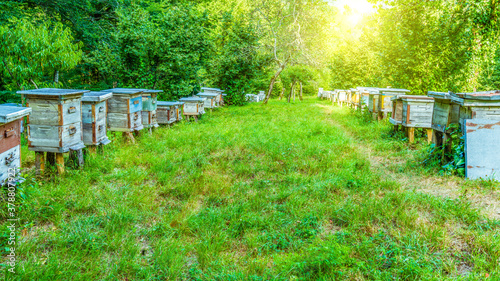 Close-up image of wooden Beehives in village garden