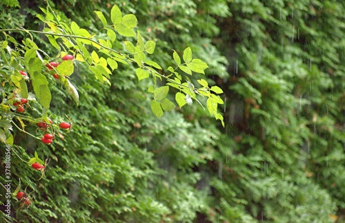 Rose hips in the garden in autumn
