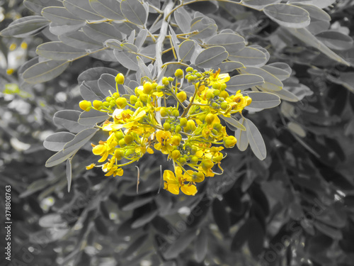 Photos of yellow flowers using a specific yellow selection technique.