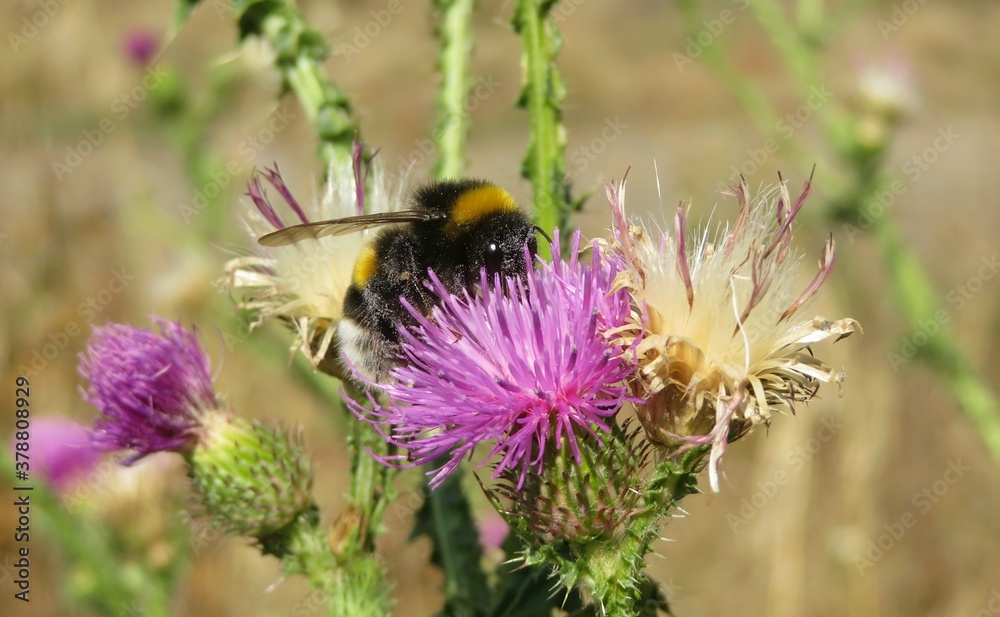Bumblebee on a thistle flower in the meadow, closeup Bumblebee on a thistle flower in the meadow, closeup
