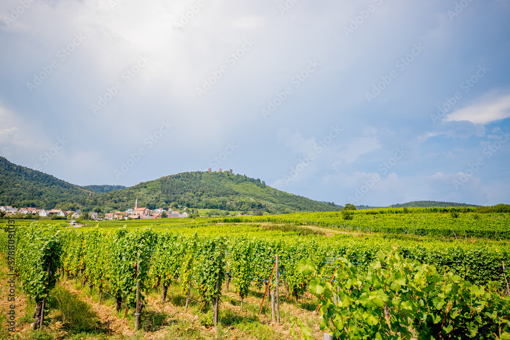 Sur la route des vins d' Alsace
