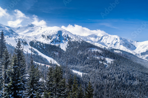 Beautiful pine forest with winter coating in the valley. Snow capped mountain peaks of Tatra Mountains, Bukowina Tatrzanska, Poland