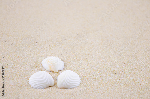 There are many small white shells on the white sand. Macro photography of a marine theme. The beach is somewhere near the sea or ocean. Sunny day. Vacation or weekend.