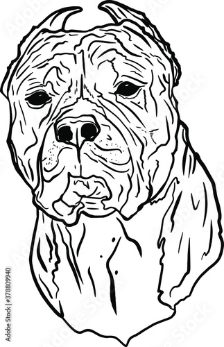 Vector illustration of a staffordshire terrier isolated on a white background. Portrait of a dog pitbull for printing on packaging, menu, clothes, logo, blank for designers, element