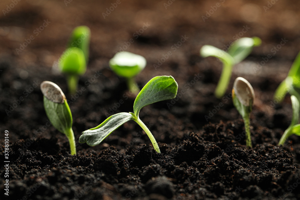 Young vegetable seedlings growing in soil outdoors Young vegetable seedlings growing in soil outdoors