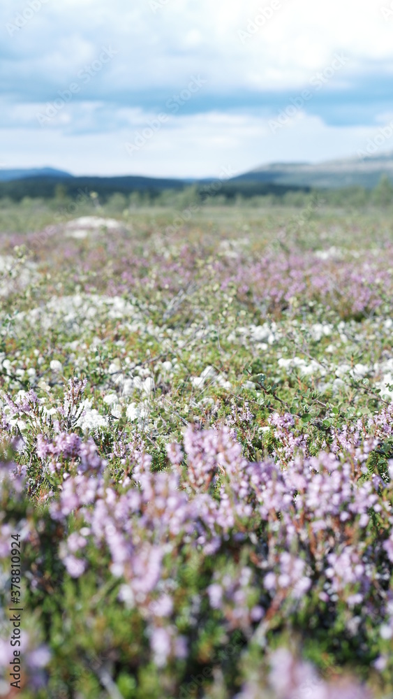 The natural background of the flower Heather. Small pink, purple flowers. Soft focus.